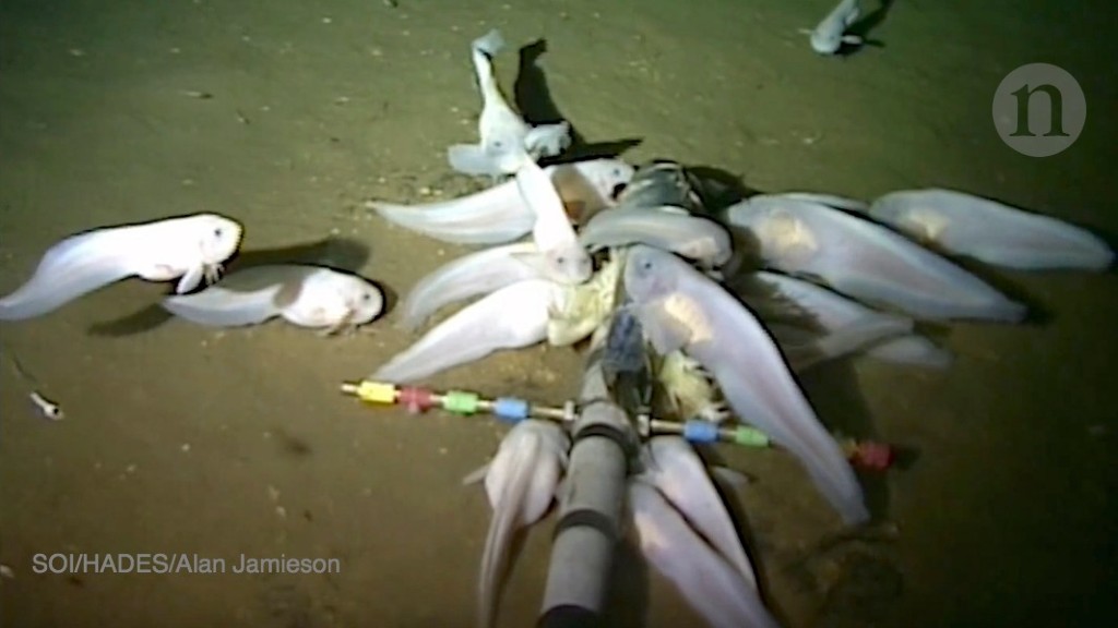 Deepest fish ever recorded revealed by scientists