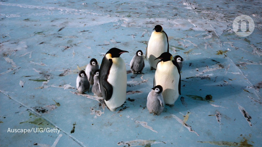 Massive Penguin Colony Disappears As Birds March South Research Highlights