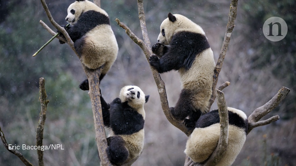 Long-extinct pandas left a living legacy