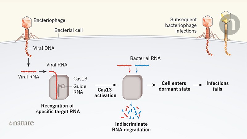 Bacterial dormancy curbs phage epidemics