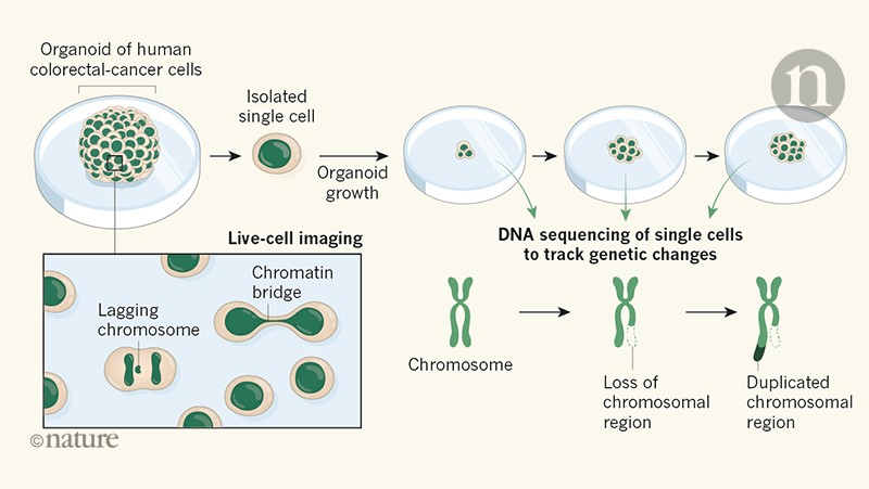 Watching Cancer Cells Evolve Through Chromosomal Instability