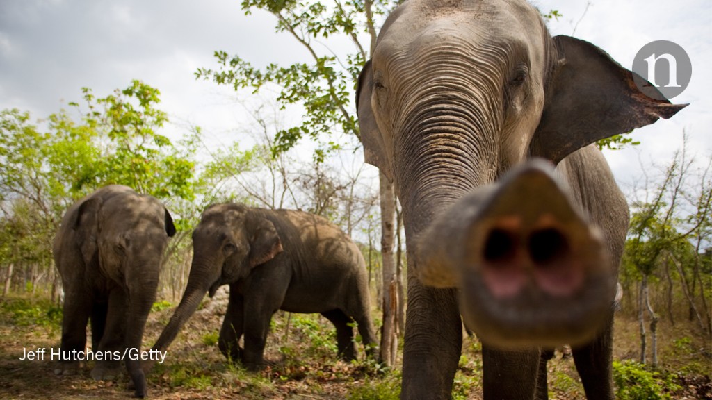 Elephant Nose MEDIUM 