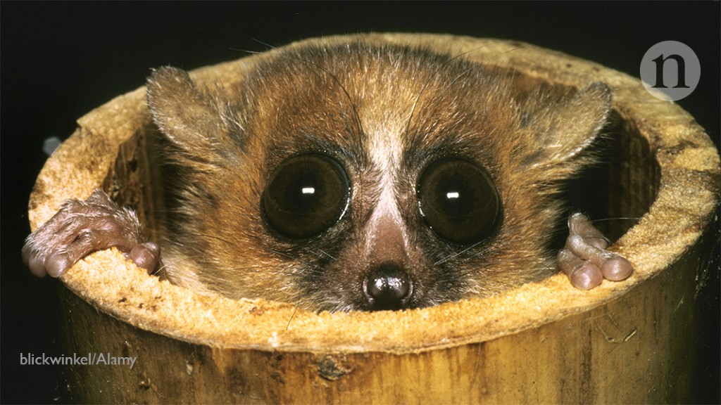 Small, furry and powerful: are mouse lemurs the next big thing in genetics?