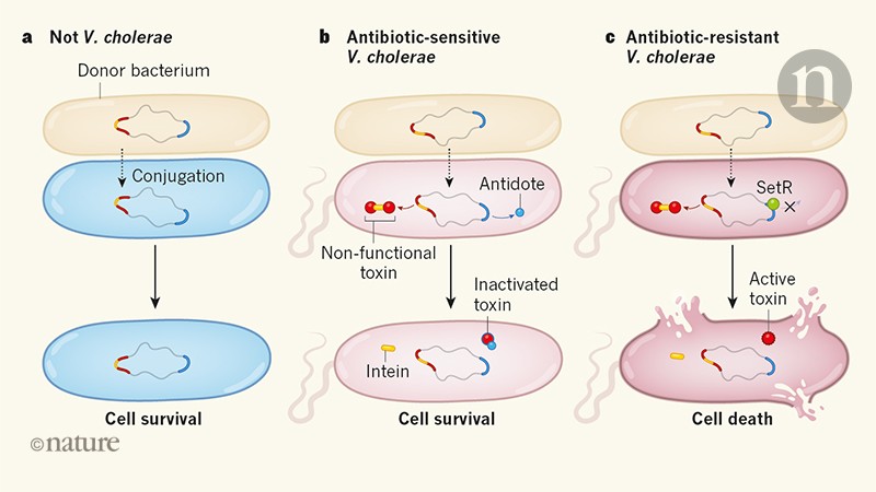 Selective Killing Of Antibiotic-resistant Bacteria From Within