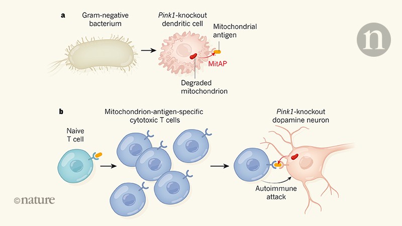 Infection triggers symptoms similar to those of Parkinson’s disease in ...