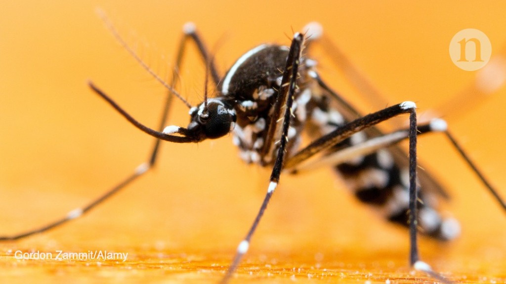 World S Most Invasive Mosquito Nearly Eradicated From Two Islands In China