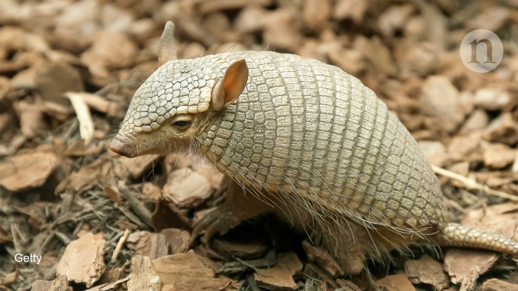 Why The Screaming Hairy Armadillo Weeps Research Highlights,Types Of Woodpeckers In Ohio