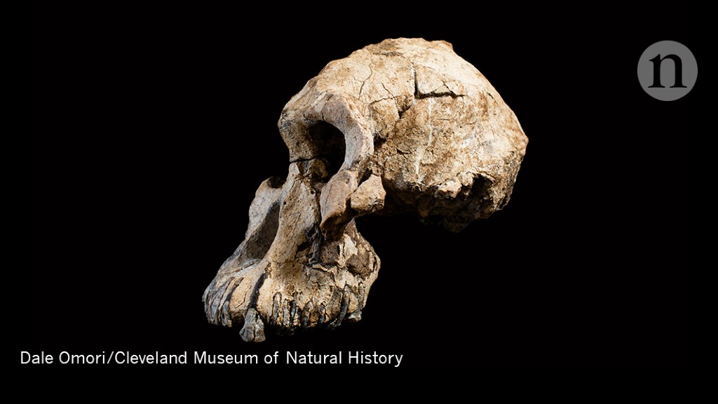 Rare  skull recasts origins of iconic 'Lucy' fossil