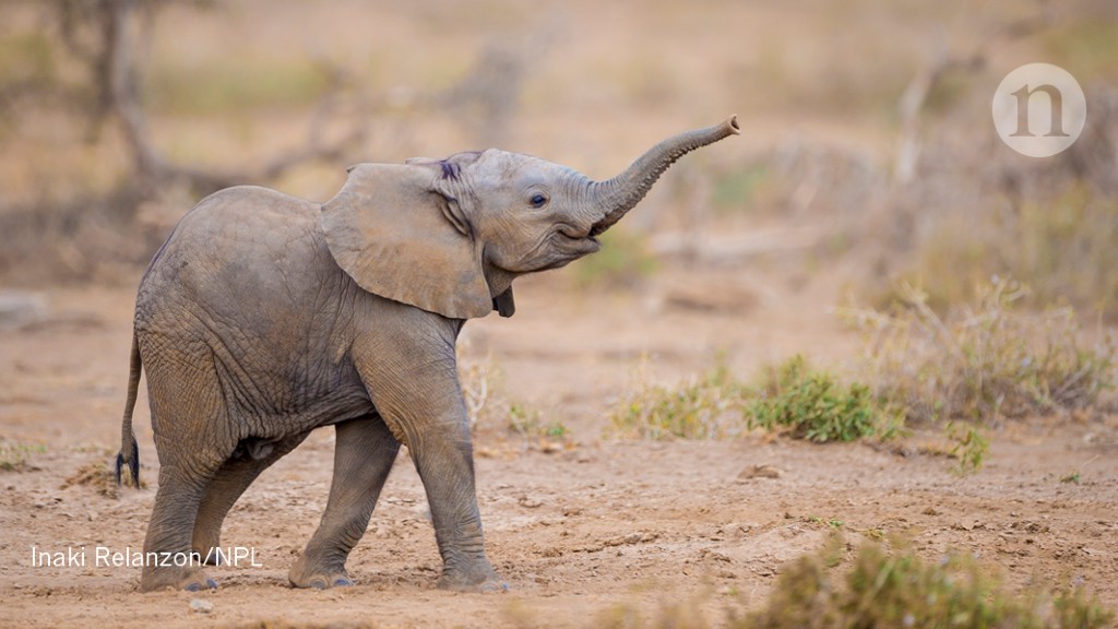 Baby elephants, painkiller prescriptions and Russian radiation clues
