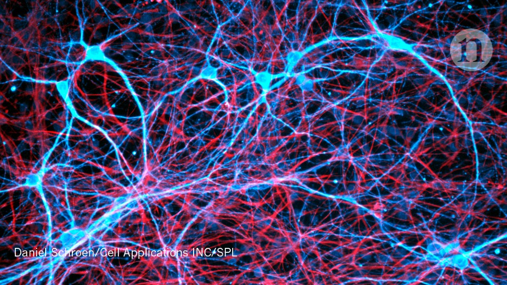 Cancer cells have ‘unsettling’ ability to hijack the brain’s nerves