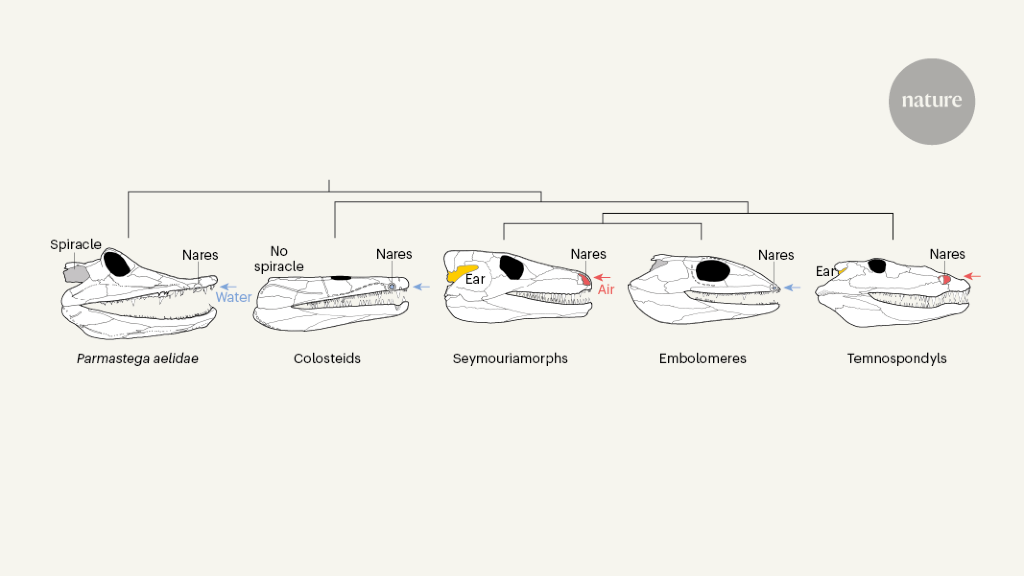 Early Tetrapods Had An Eye On The Land