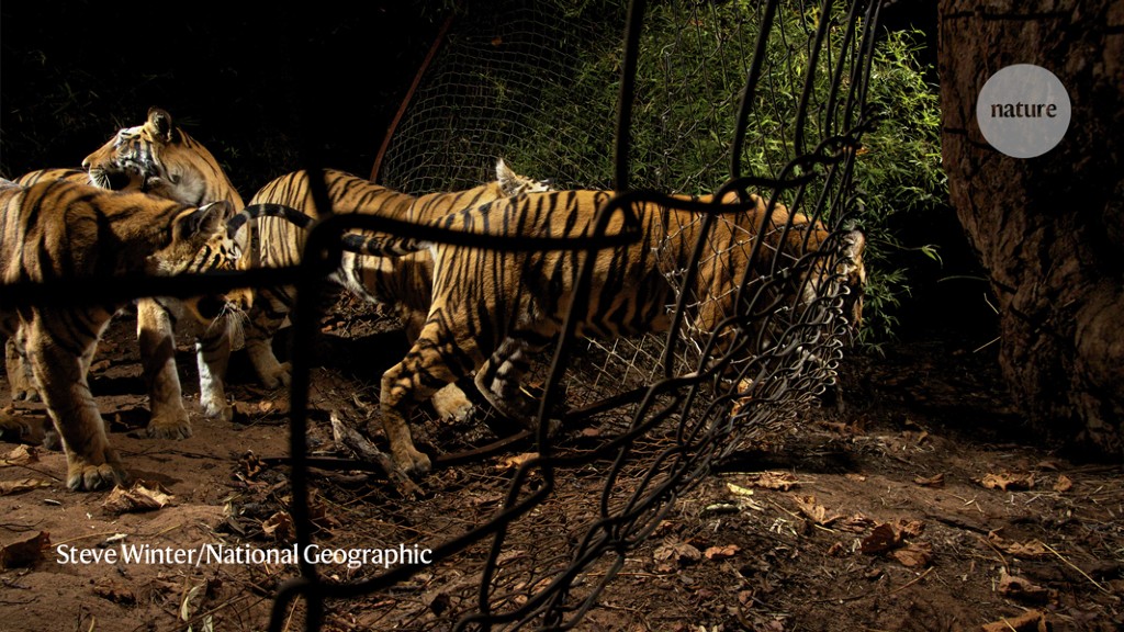 India's tigers seem to be a massive success story — many scientists aren't  sure