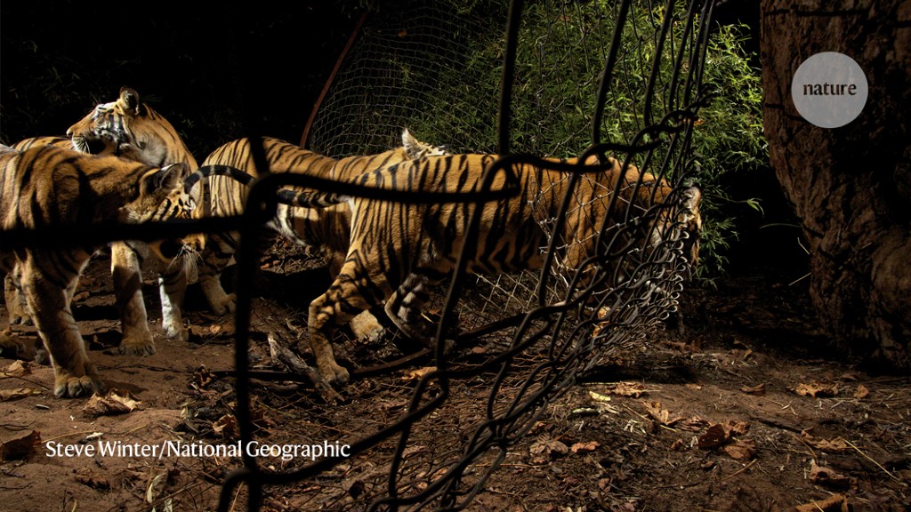 How Technology is Helping to Monitor Bengal Tiger Population in India