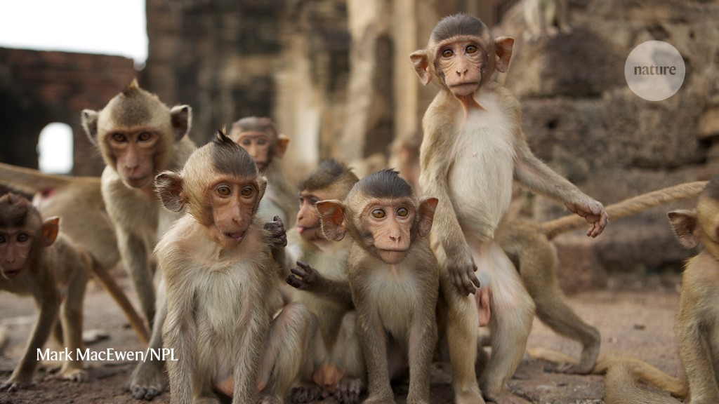 Synthetic embryos have been implanted into monkey wombs