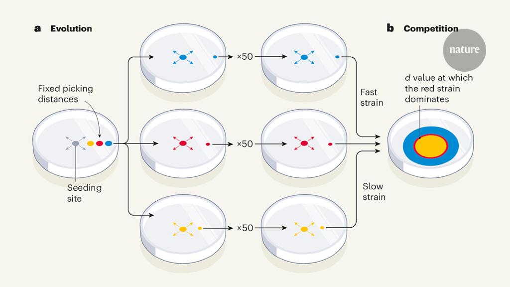 A rule from bacteria to balance growth and expansion