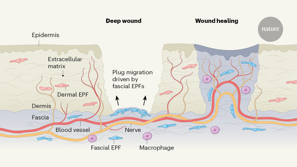 Skin wound Healing mechanism.