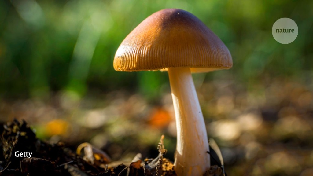 Why magic mushrooms turn dark blue when picked