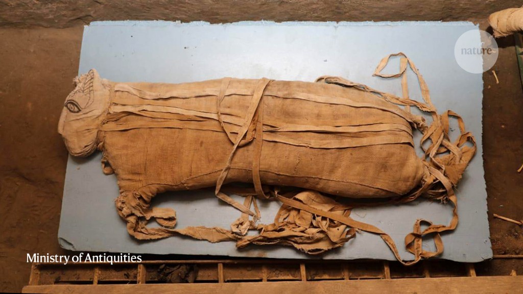 Animal Mummies Unwrapped - The New York Times