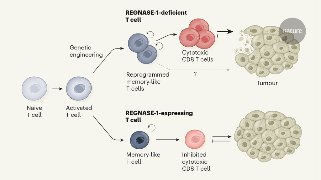 Antitumour T cells stand the test of time