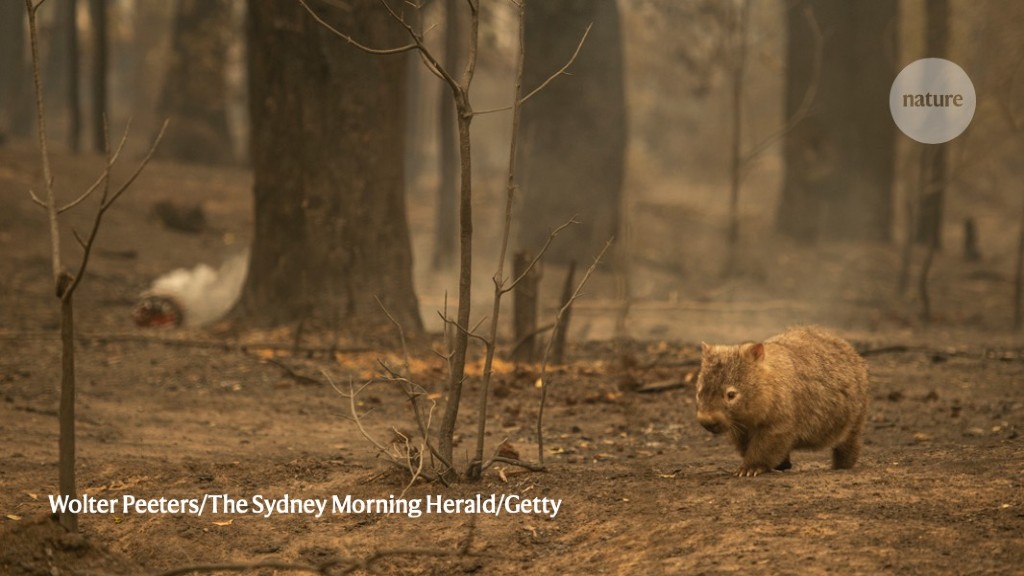 sortie reb Støvet Deathly silent': Ecologist describes Australian wildfires' devastating  aftermath