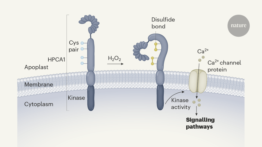 How plant cells sense the outside world through hydrogen peroxide
