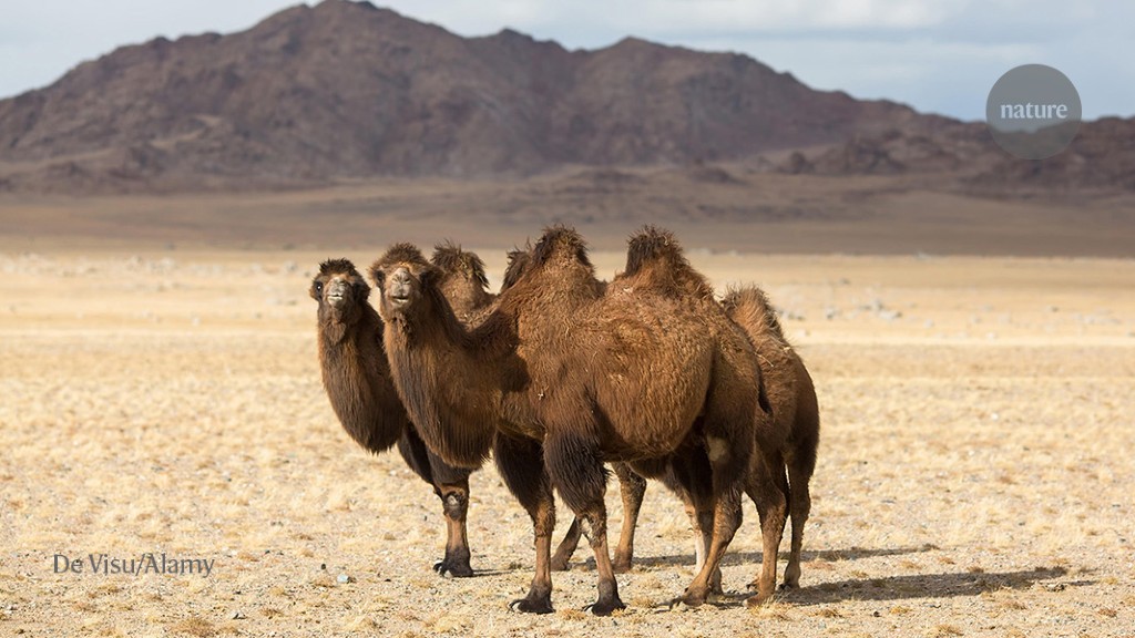 Dodging Bandits Eking Out Food Tracking Wildlife In Mongolia