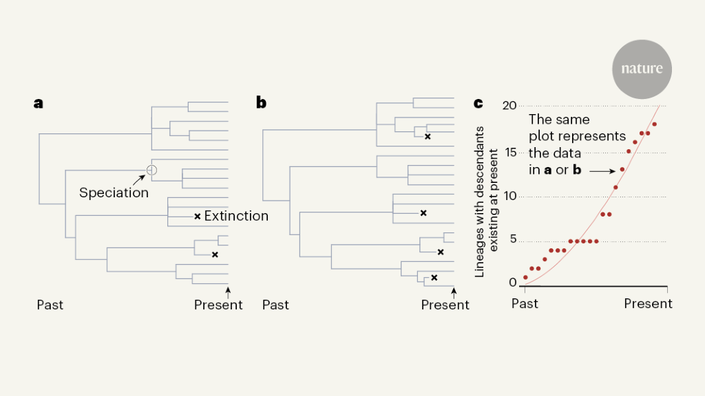 how do phylogenetic trees show evolutionary relationships