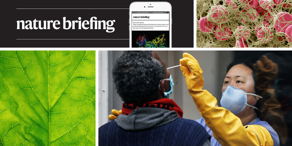 Daily briefing: Cyber-spinach gives artificial photosynthesis a boost - Nature.com