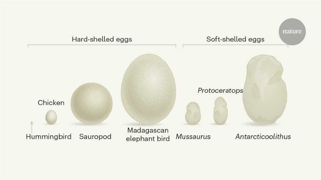 Hard evidence from soft fossil eggs