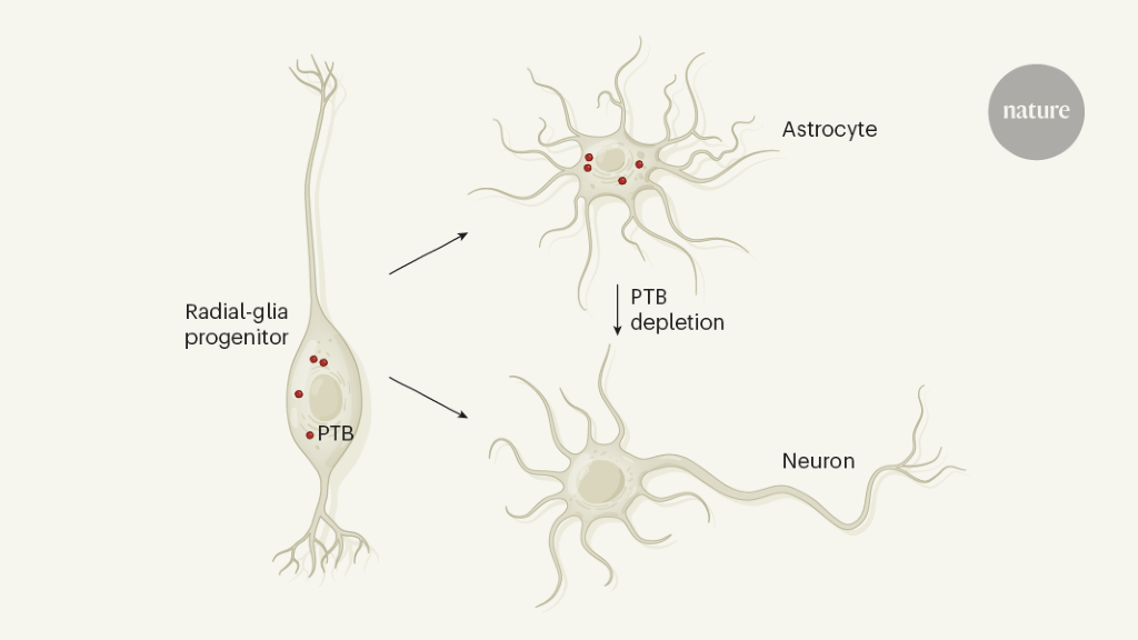 Method to combat Parkinson’s disease by astrocyte-to-neuron conversion