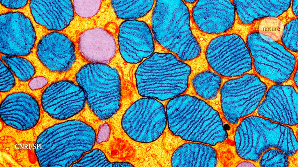 Scientists make precise gene edits to mitochondrial DNA for first time