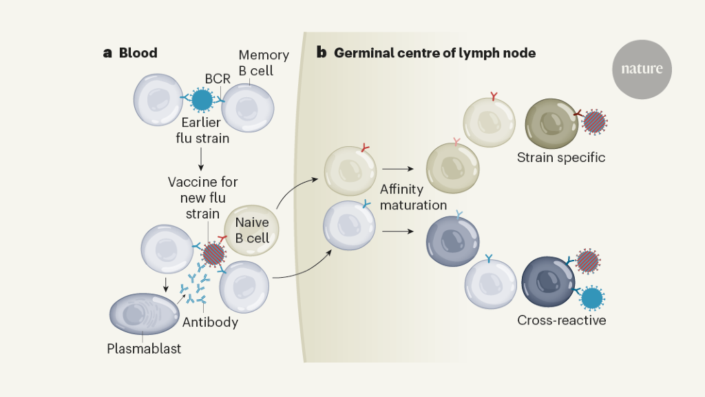 Both Naive And Memory B Cells Respond To Flu Vaccine