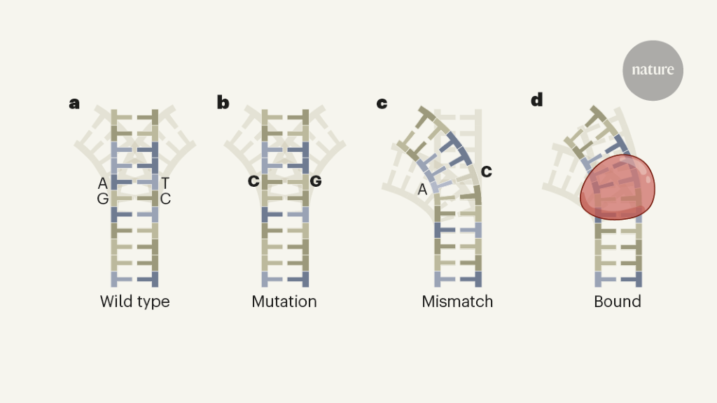 DNA-binding proteins meet their mismatch - Nature.com