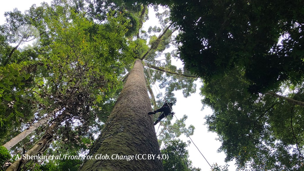 Why Borneo’s trees are the loftiest on Earth – Science Metro