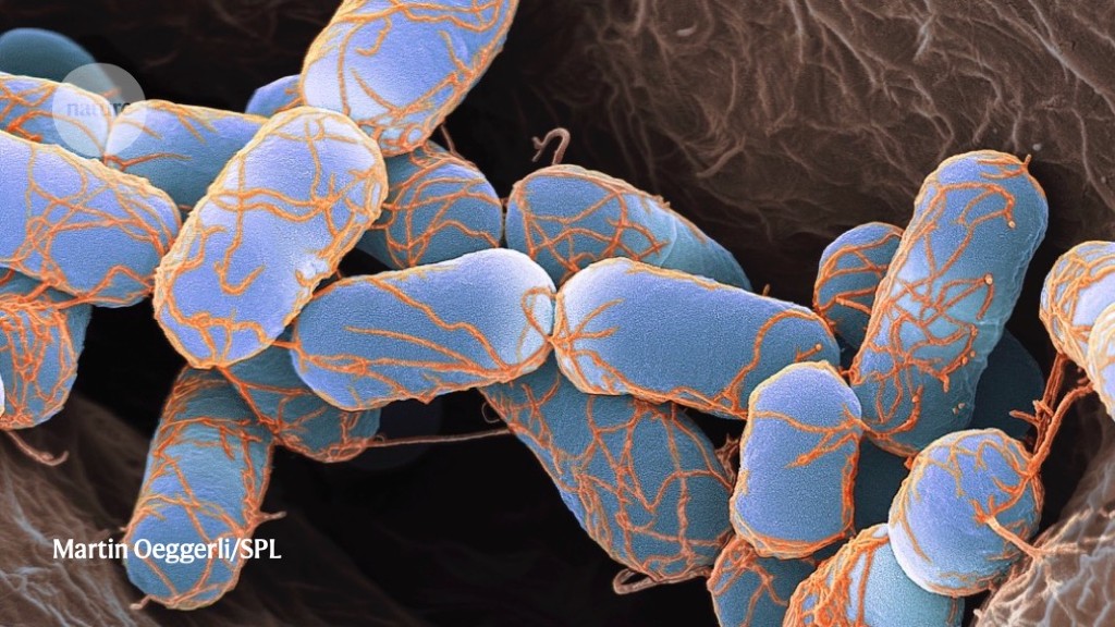 Thrifty bacteria thrive on something in the air : Research Highlights