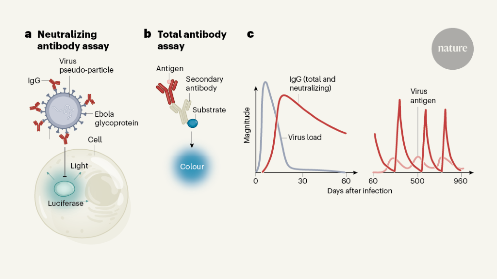 Antibodies Function To Render Antigens Harmless By