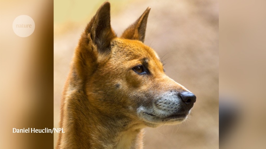 do cats and dogs have the same ancestor