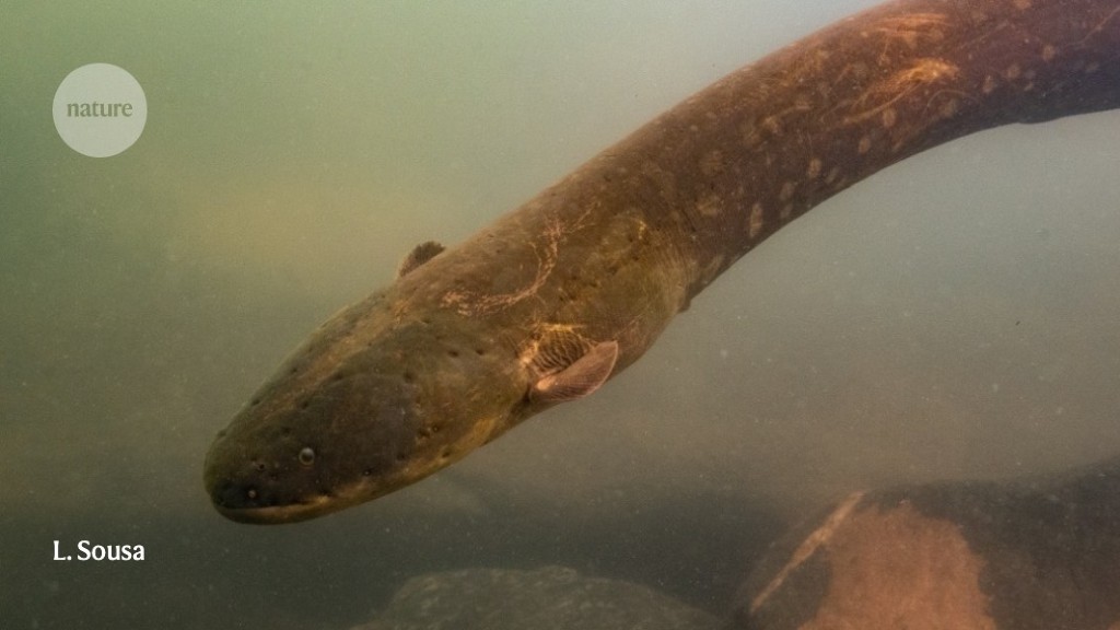 Electric eels have a shocking tactic: hunting in suits: research highlights