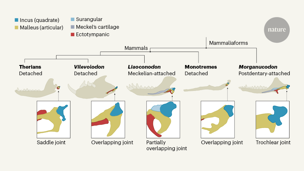 Evolution of our mammalian ancestor's ear bone