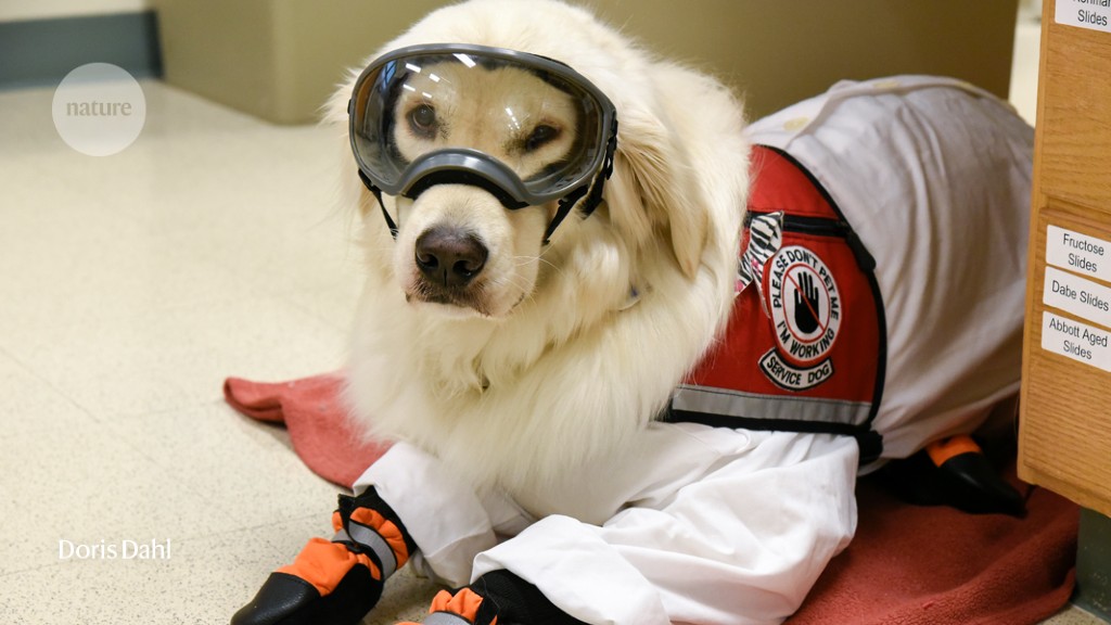 Let the dog in: how institutions and colleagues can help scientists who  require support animals