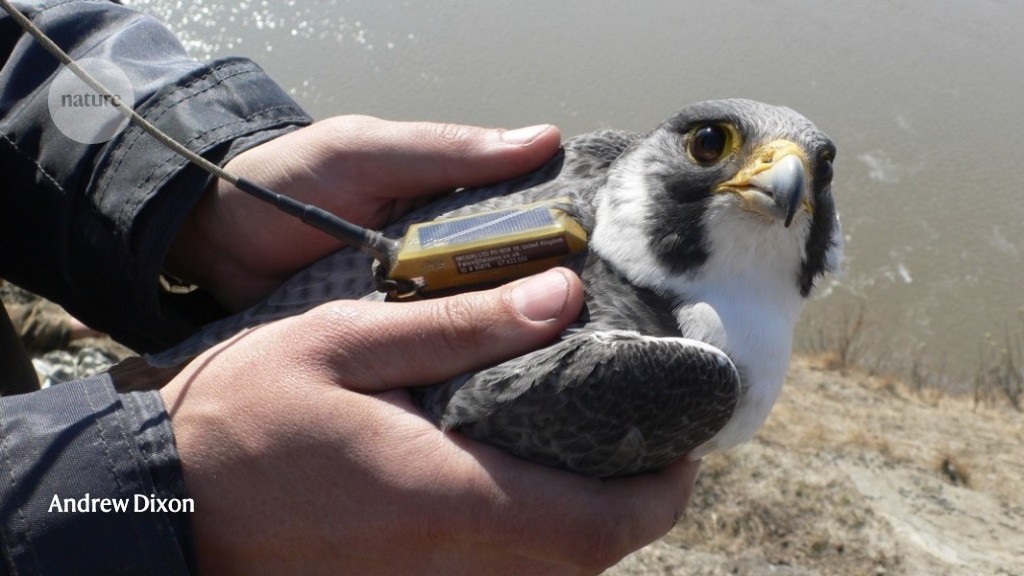 Falcon, Bird of Prey, Hunting & Migration