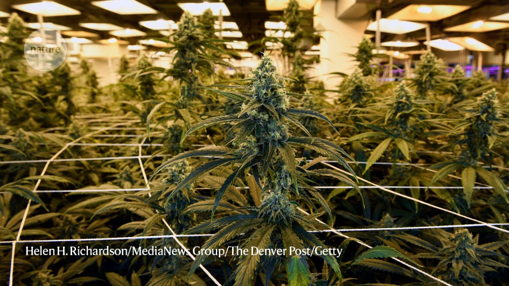 Growing cannabis indoors produces a lot of greenhouse gases – just