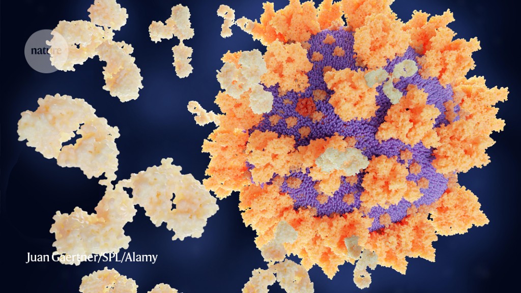 COVID antibody treatments show promise in preventing serious diseases