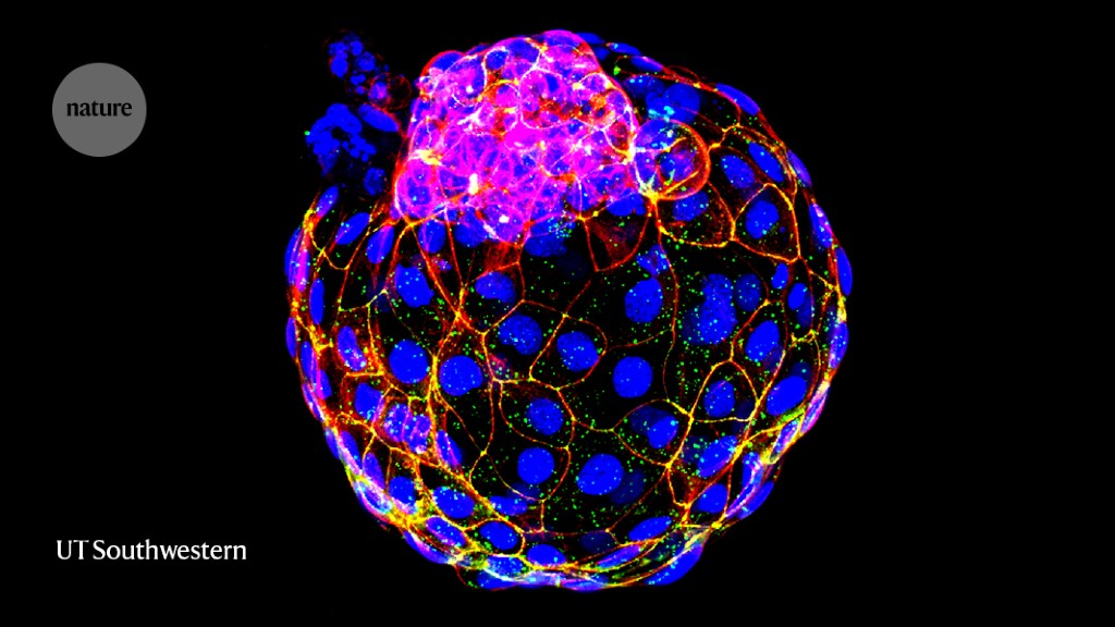 Lab-grown structures mimic human embryo's earliest stage yet