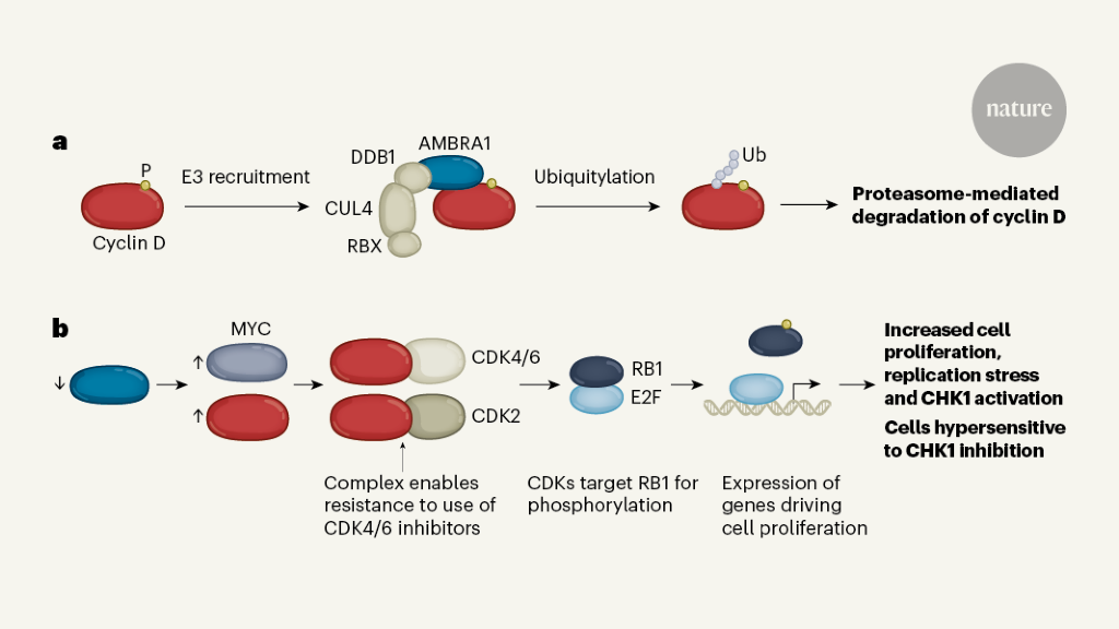 Road to destruction of D-type cyclin protein