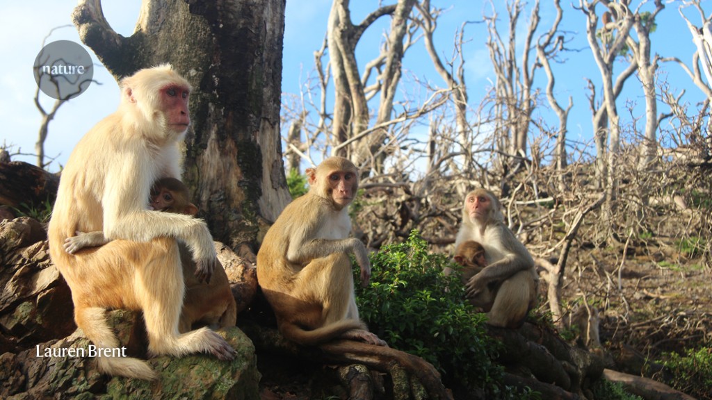 Monkeys, Nature