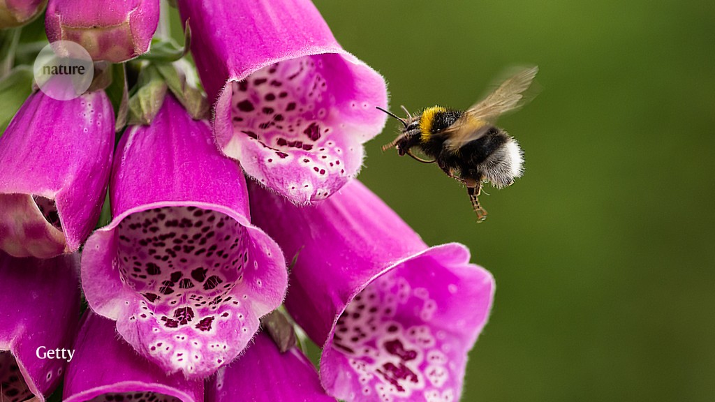 Photo of Las flores se adaptan a las aves, pero no a las abejas: aspectos destacados del estudio