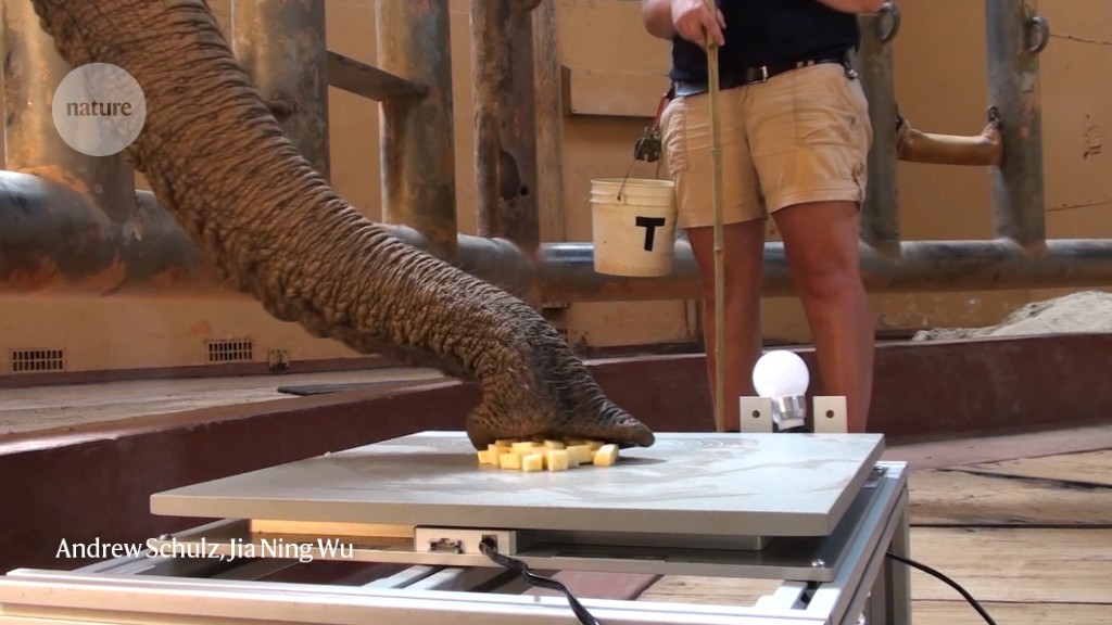 Elephants' trunks are mighty suction machines