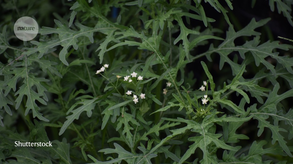 Rising levels of carbon dioxide in the atmosphere might have hastened the spread of famine weed, one of the most destructive invasive species on Earth