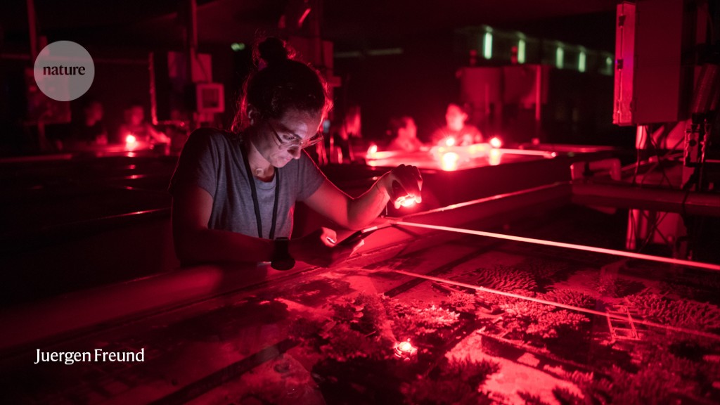 Breeding heat-tolerant corals to save the Great Barrier Reef